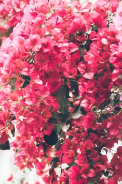 Güzel botanik fotoğrafı, doğal arkaplan