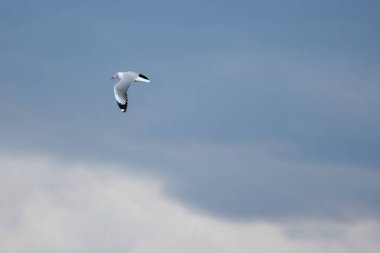 Mavi gökyüzünde uçan martı