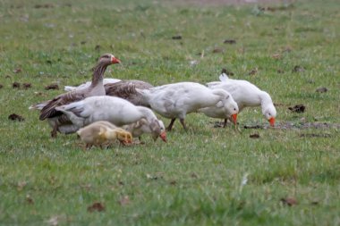Yiyecek arayan bir grup şirin kaz.