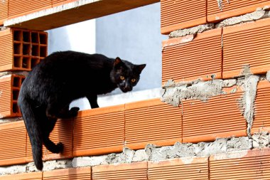 İnşaat alanındaki siyah kedinin yakın görüntüsü