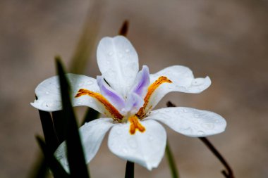 Güzel botanik çekimleri, çiçeklerin yakın çekim görüntüleri.