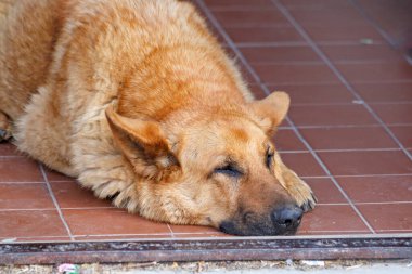 Buenos Aires 'te yerde tatlı bir köpek var.