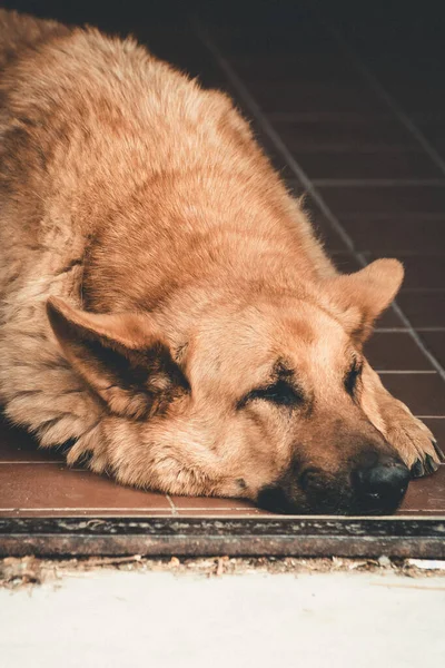 Şirin köpek yerde uyuyor. Yakından bak.