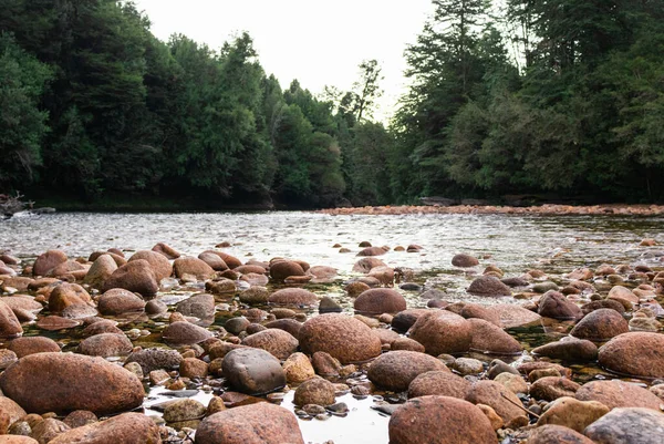 Ormanda bir nehrin manzarası