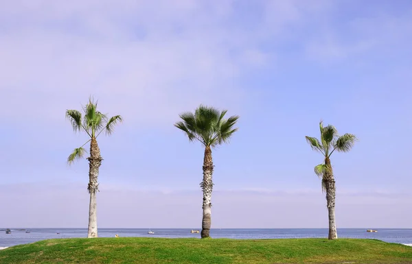 Sahilde palmiye ağaçları