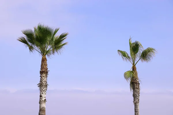 Mavi gökyüzü arka planında palmiye ağacı