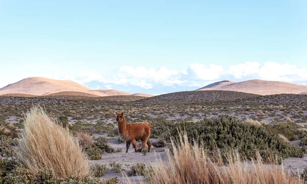 Volcan Isluga Ulusal Parkı 'nda bir lama.