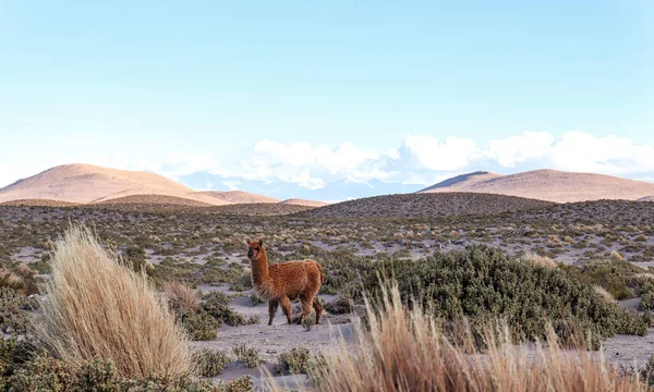 Lama Parku Narodowym Volcan Isluga — Zdjęcie stockowe