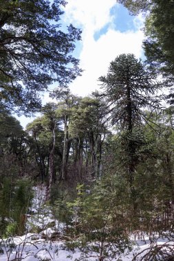 Kışın Şili Ormanı