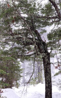 Karlı bir ormanda ağaç