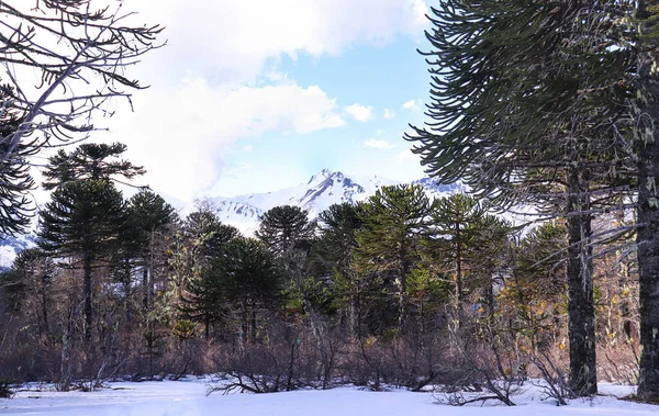 Kışın Şili Ormanı