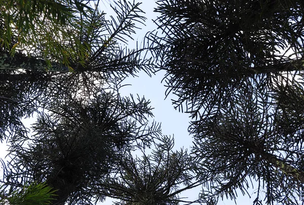 Gökyüzündeki ağaçlar