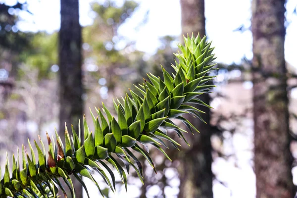 Güney Şili 'de karla kaplı dağlar