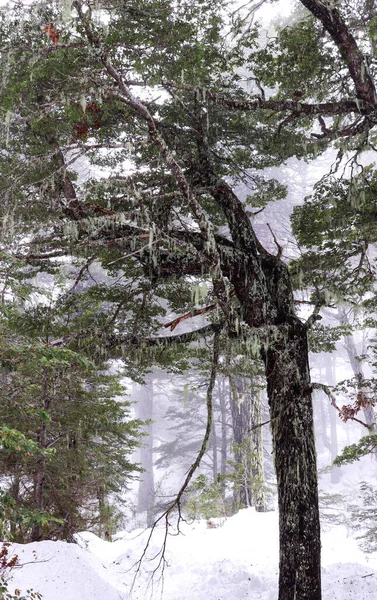 Karlı bir ormanda ağaç