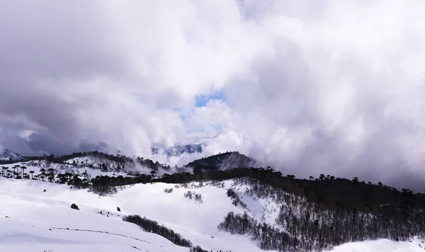 Bulutlu bir günde kardaki ağaçların manzarası