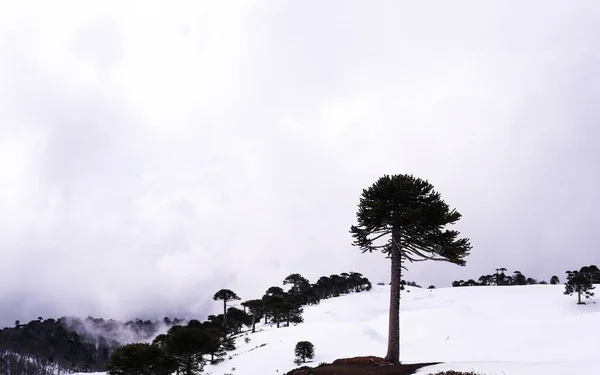 Güney Şili 'deki Araucaria silueti
