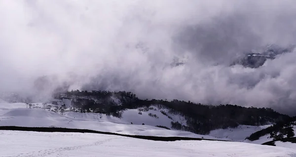 Bulutlu bir günde kardaki ağaçların manzarası