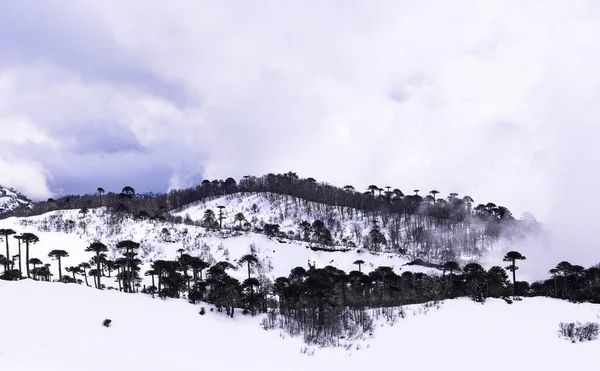 Bulutlu bir günde kardaki ağaçların manzarası