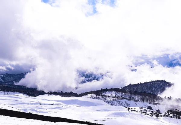 Kardaki ağaçların manzarası