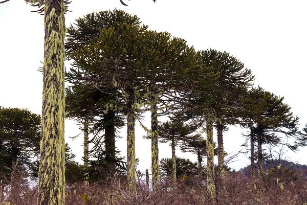 Güney Şili 'deki ormanda araucaryalar