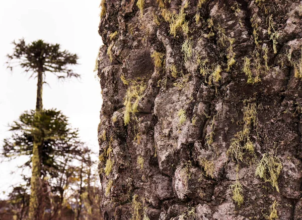 Şili 'de ağaç kabuğu