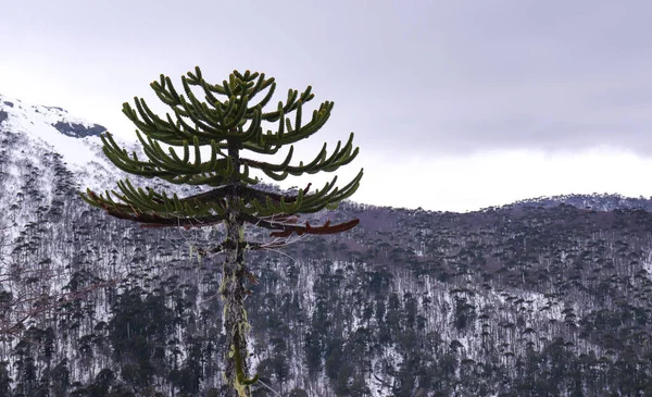 araucaria ve dağlar
