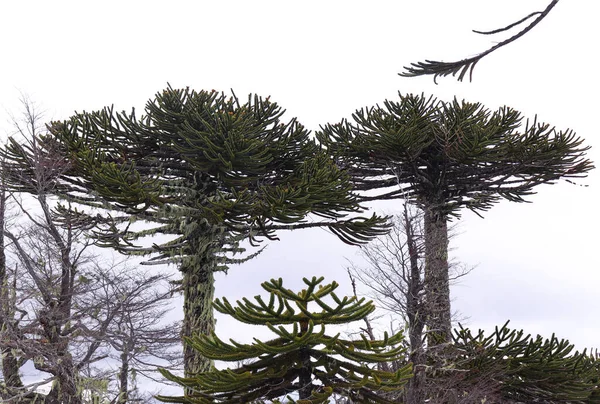 Conguillio Ulusal Parkı 'nda araucarias