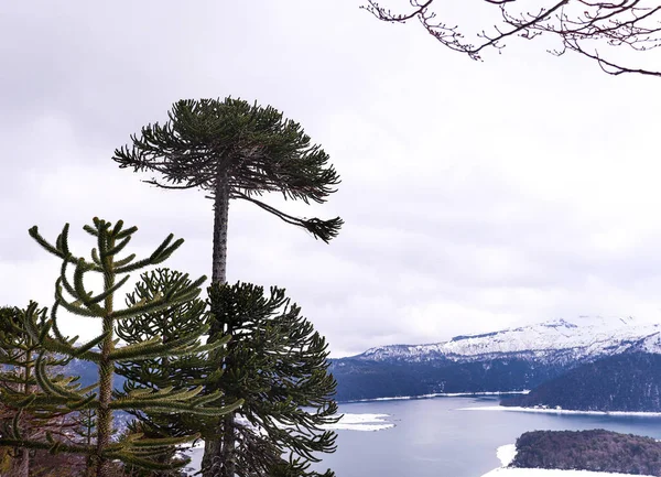 Snötäckta Träd Conguillio Nationalpark Royaltyfria Stockbilder