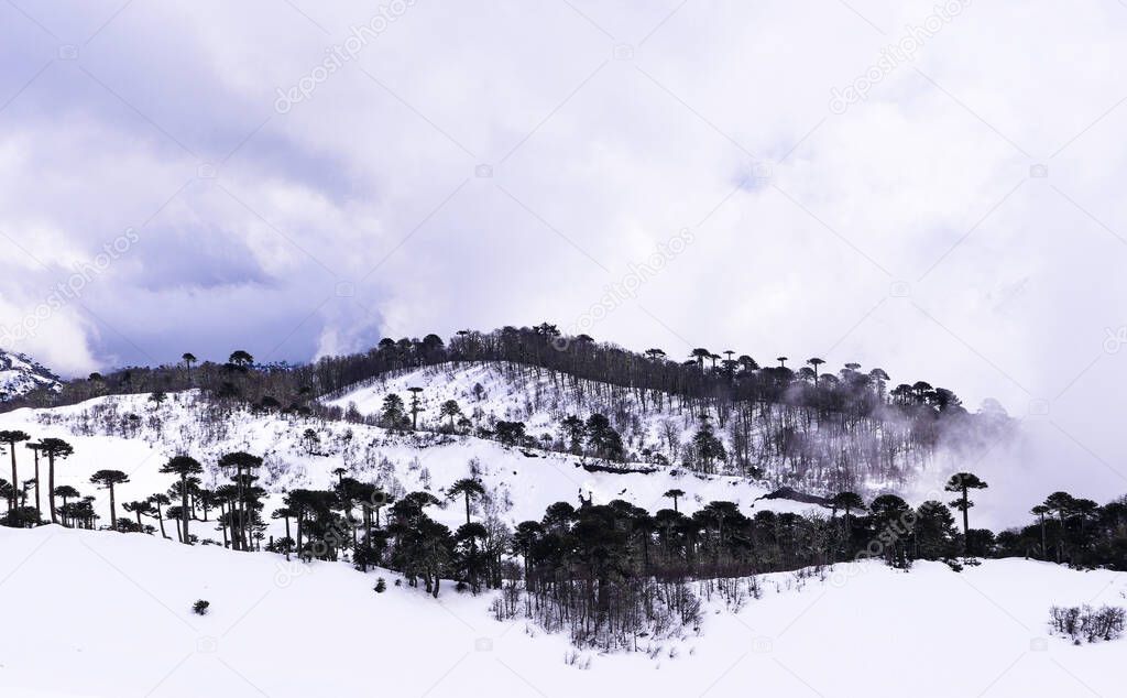 landscape of trees in the snow on a cloudy day
