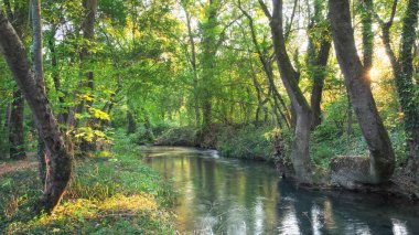 Ormandaki Dağ Nehri