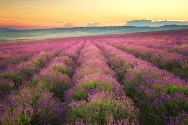 Lavanta çayırı. Doğa bileşimi.