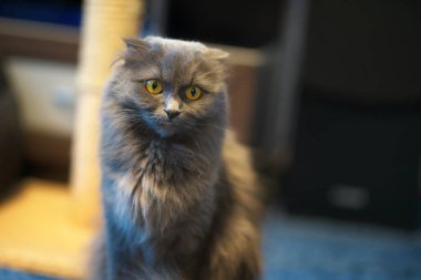 Gri İngiliz uzun saçlı kedi portresi. 