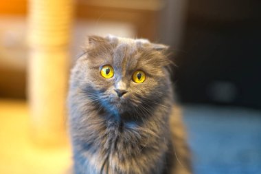 Gri İngiliz uzun saçlı kedi portresi. 