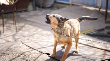 Çıplak dişleri olan kızgın bir köpek. Köpek evi koruyor.