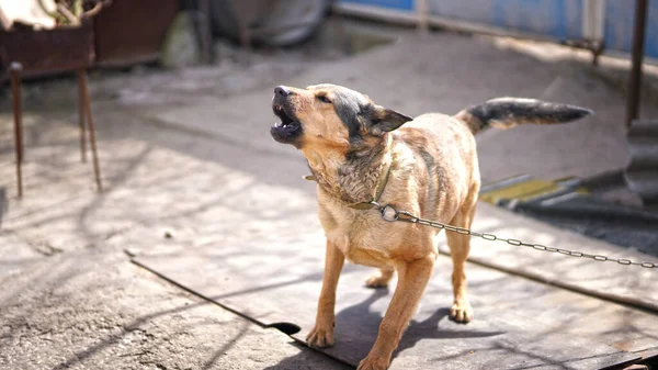 Cão Zangado Com Latidos Dentes Desnudados Cão Guarda Casa — Fotografia de Stock