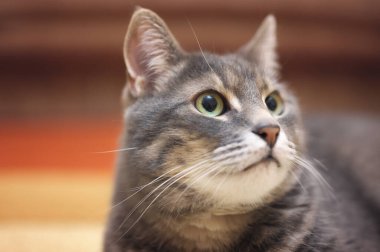 Gri kedi portresi. ev kedisi