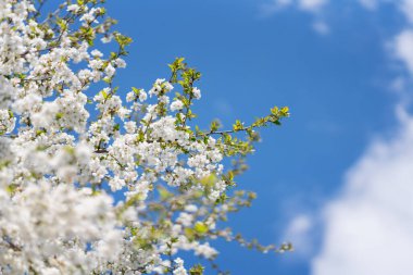 Çiçek açarken kayısı ağacı dalı 