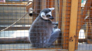 Lemur kafeste. Hayvanat bahçesindeki hayvanların zor hayatı