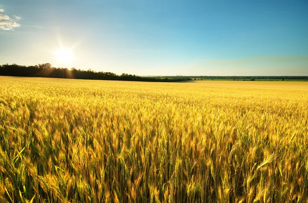 Harvest of wheat