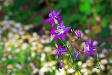 Güzel mor aquilegia. 