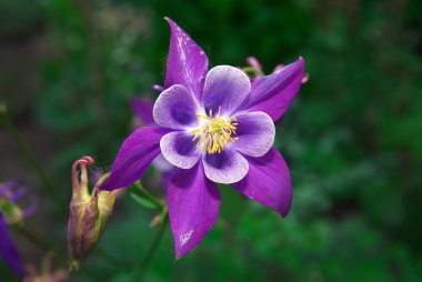 Güzel mor aquilegia.