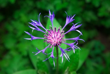 Güzel çiçekli Mısır-çiçek. 