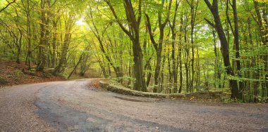 Sonbahar ormanında asfalt yol.