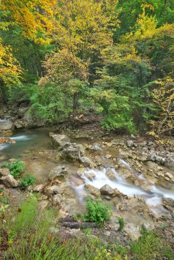 Sonbahar ormandaki Mountain Creek
