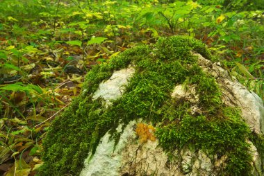 Sonbahar ormanda taş