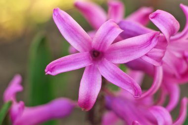 Pembe sümbül kapatın. Çiçekli. 