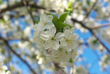 Cherry blossoms closeup