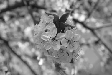 Kiraz çiçekleri. Bahar çiçek.