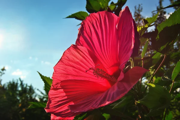 Czerwony hibiscus zbliżenie. — Zdjęcie stockowe