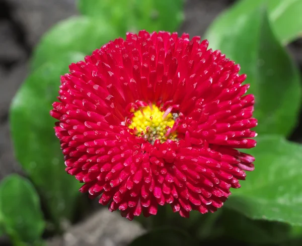 Червона квітка террі ромашка крупним планом — стокове фото